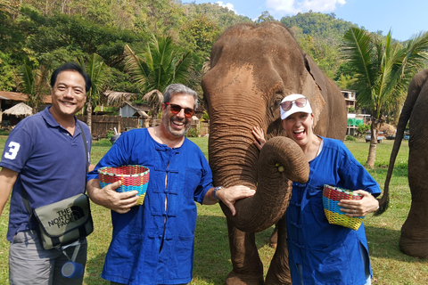 Chiang Mai Tour: Bua Tong Sticky Waterfall & Elephant Care Private tour : Sticky Waterfalls & Elephant Care in English