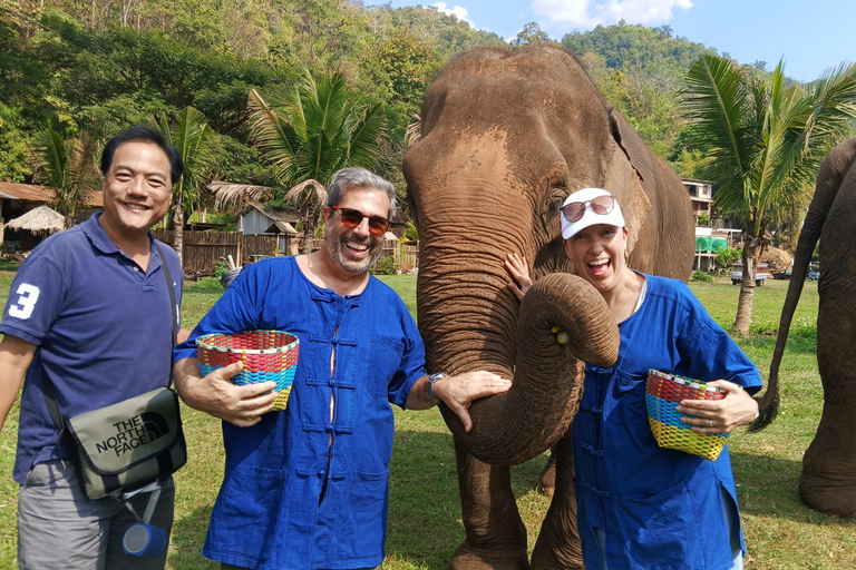 Chiang Mai Tour: Bua Tong Sticky Waterfall & Elephant Care Private tour : Sticky Waterfalls & Elephant Care in English