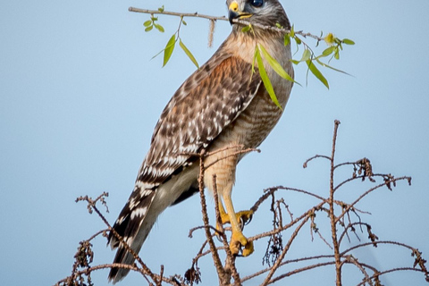 Orlando Bird Nerd Tour: Birding Kayak Tour Orlando Bird Nerd Tour: Long Birding Kayak Tour