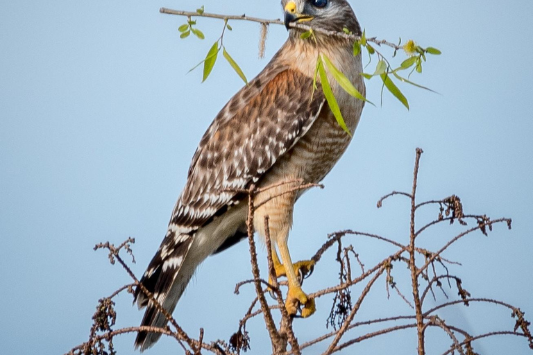 Orlando Bird Nerd Tour: Birding Kayak Tour Orlando Bird Nerd Tour: Long Birding Kayak Tour