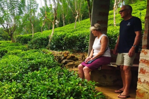 Excursie aan wal vanuit de haven van Colombo Ceylon Tea Experience.