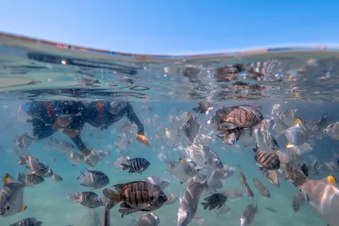 Newport: Snorklingstur till Moreton Island med lunch