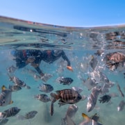 Brisbane: Moreton Island all inclusive Snorkeling Tour