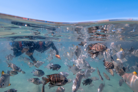 Newport: Tangalooma Wracks Schnorcheltour mit Mittagessen