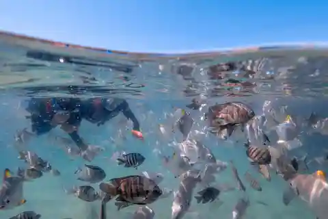 Newport : excursion de plongée avec tuba à Moreton Island avec déjeuner