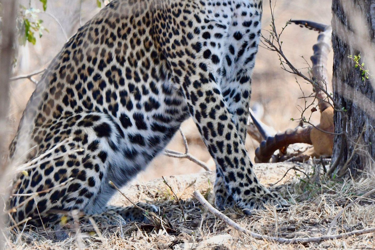 Budget Kruger &amp; Panorama meerdaagse tour vanuit Johannesburg5-daagse budgetreis naar Kruger &amp; Panorama