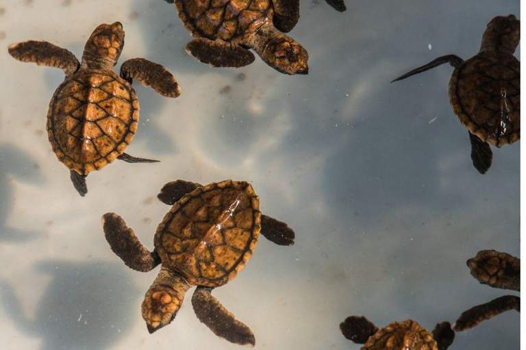 Bali: Turtle Island, Uluwatu Temple & Dinner Tour