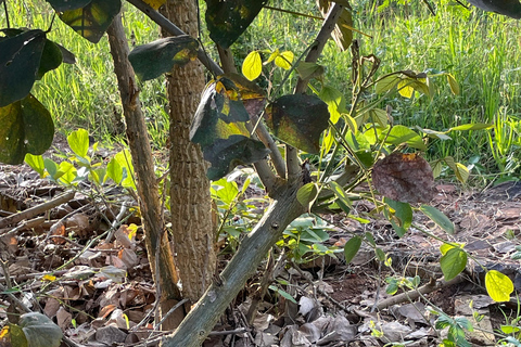 Kigali: City Tour, Nyandungu Eco Park, and Lunch