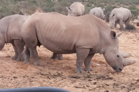 Cape Town Aquilla big sunset safari With transport & food aquila sunset bestseller