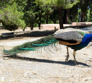 Filerimos: Tagesausflüge und Touren ab Rhodos