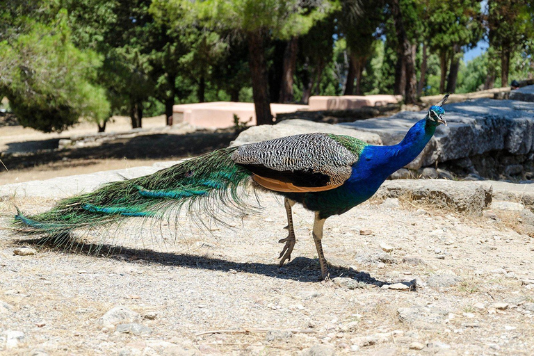 Rhodes : mont Filérimos et vallée des papillons en bus