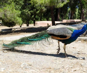 Rhodes : Excursion en bus sur la colline de Filerimos et dans la vallée des papillons