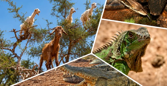 Agadir: Goats in Argan Trees & Crocoparc Entry Ticket