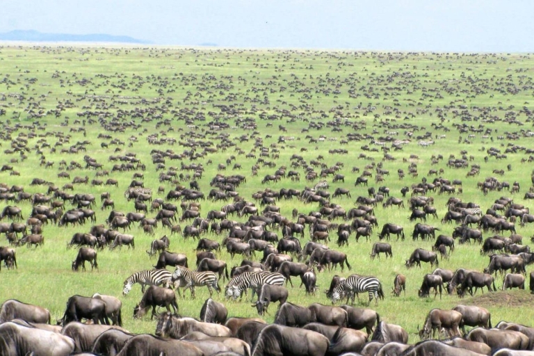 2 Dagen Serengeti safari op een privécamping