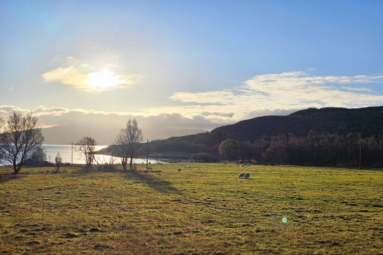 Von Tromsø aus: Arktische Tierwelt & Fjord-Sightseeing-Tour mit dem AutoVon Tromsø aus: Arktische Fjord- und Wildtier-Tour mit dem Auto