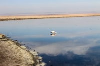 Von Arequipa, Tagesausflug nach Salinas und Aguada Blanca - Hizvo