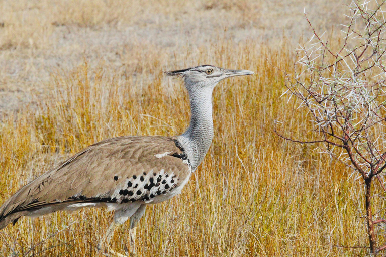 Windhoek: 3-Day Guided Safari in Etosha with Lodge