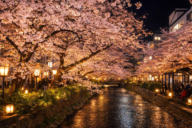 Limited Kyoto Evening: Sakura, Sake & Night Festival Vibes Package A: Cherry Blossom Limited - Sakura Drinking Party