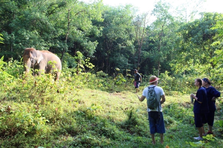 Khao Lak: Experiencia única en el Santuario Ético de Elefantes DawnKhao Lak: Experiencia Ética con Elefantes de Amanecer Único