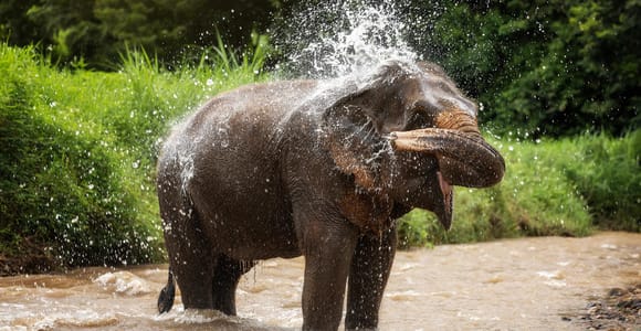 Chiang Mai: Elephant Jungle Sanctuary with Lunch & Transfer
