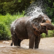 Chiang Mai: Elephant Jungle Sanctuary with Lunch & Transfer