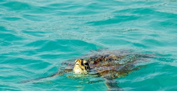 Boa Vista Private Tour: Shark, Turtles, Cave, Dune & Tasting