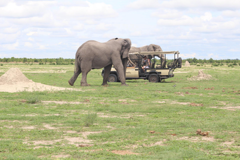 Safari de 3 jours depuis les chutes Victoria jusqu&#039;au parc national de Hwange