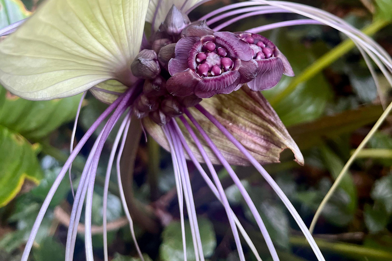 Hike or Boat Trip: Penang National Park & Garden Pick Penang National Park (Trek-In, Boat-Out) & Spice Garden