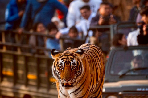 Vanuit Jaipur : 2 Dagen 1 Nacht Ranthambore Tijgersafari TourTour alleen met AC Auto &amp; Chauffeur