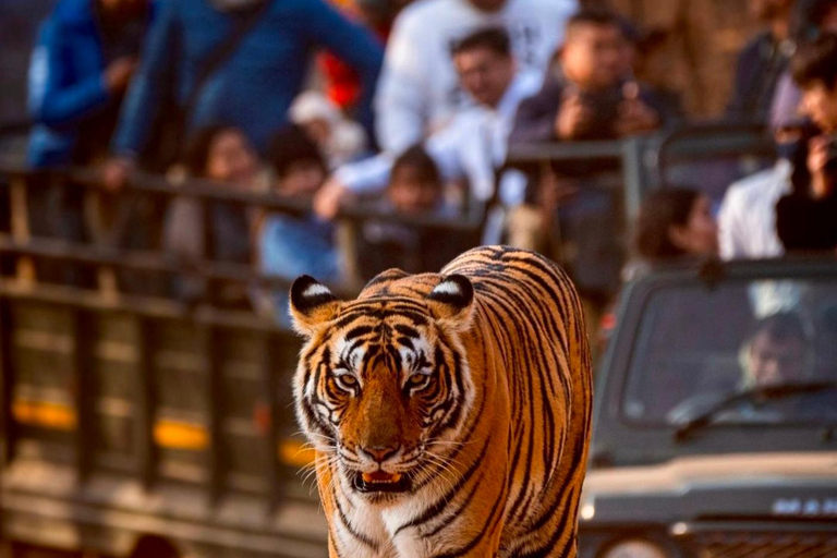 Från Jaipur : 2 dagar 1 kvällstur Ranthambore Tiger Safari TourResa med 2 delningar Ranthambore Safari