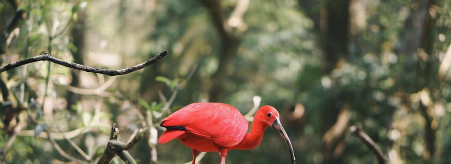 Trinidad : Combinaison - Tour de ville, baie de Maracas, marais de Caroni