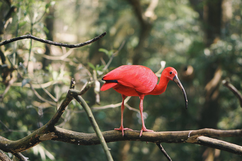 Trinidad: Combination - City Tour, Maracas Bay, Caroni Swamp POS, Maracas Bay, Caroni Swamp: Eco-Cultural Experience