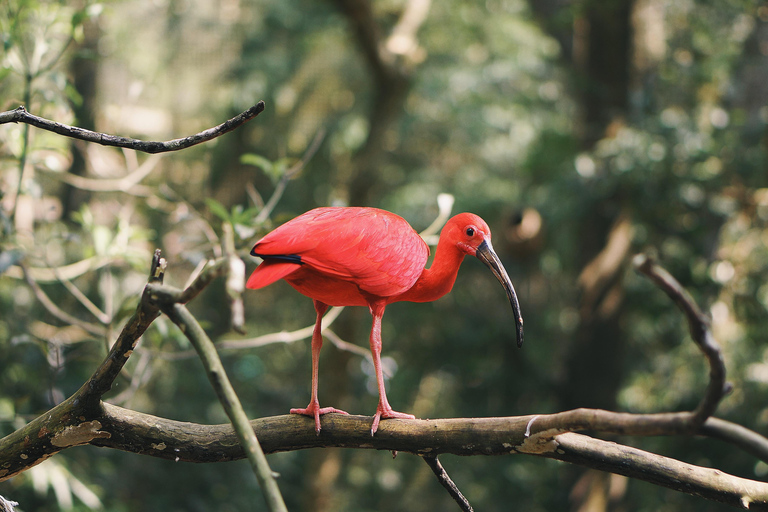 Trinidad: Combination - City Tour, Maracas Bay, Caroni Swamp POS, Maracas Bay, Caroni Swamp: Eco-Cultural Experience