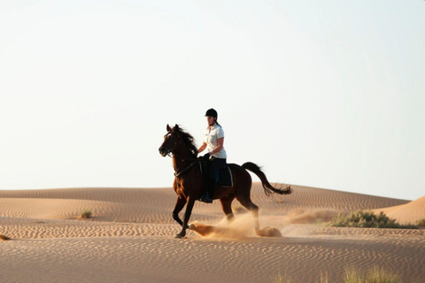 Tour de Doha à cheval : Visite du Majlis local