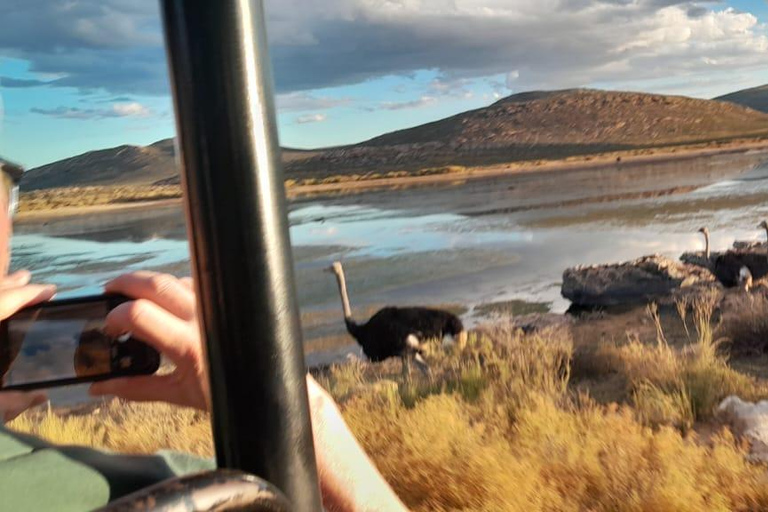 Cape Town Aquilla big sunset safari With transport & food aquila sunset bestseller