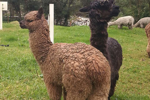 Near Papallacta: hiking in private natural reserve + lunch