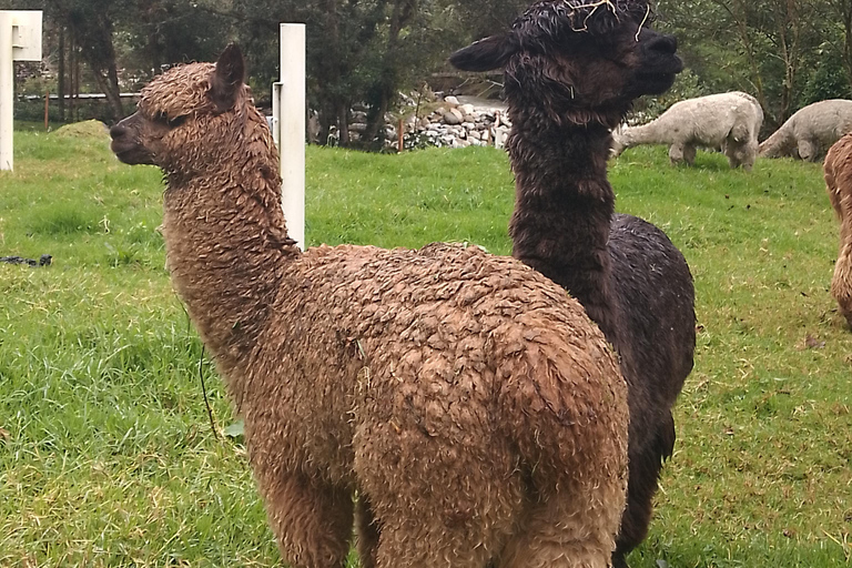 Near Papallacta: hiking in private natural reserve + lunch