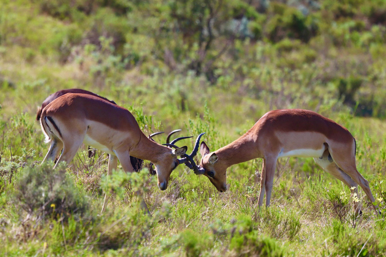 4-Day Garden Route Experience Shared Dormitory Accommodation