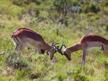 4-Day Garden Route Experience