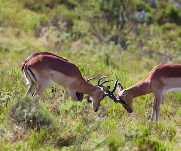 4-Day Garden Route Experience