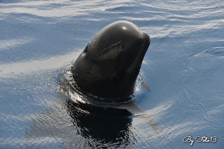 Whale watching, dolphins, and whales departing from Bandol