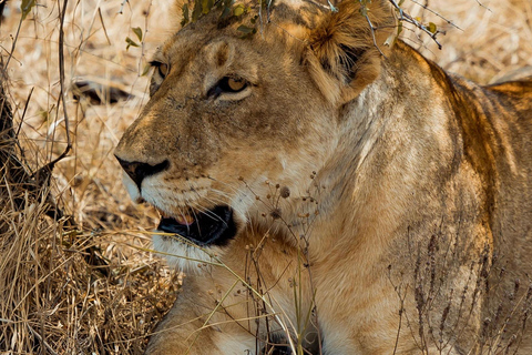 2 Days Akagera National Park wildlife Safari retreat