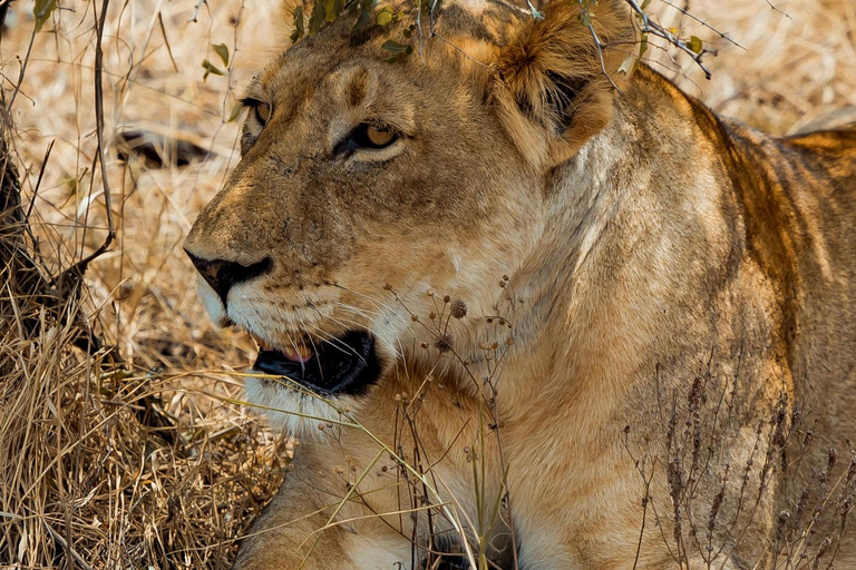 2 Days Akagera National Park wildlife Safari retreat