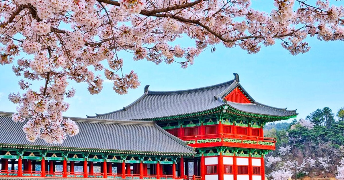 Busan: Spring Cherry Blossom & Gyeongju Highlights Day Tour | GetYourGuide