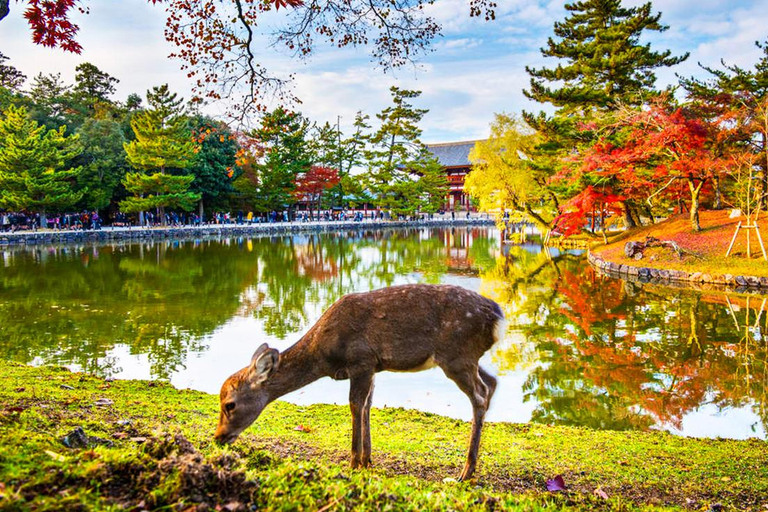 Kyoto och Nara dagstur med Kiyomizu-dera, Nara Park &amp; tempel9:50 upphämtning i Kyoto