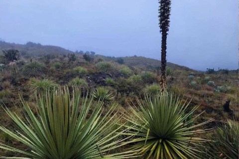 Le páramo, source d&#039;eau et gardien de la vie - RandonnéePáramo, source d&#039;eau et gardien de la vie - Randonnée