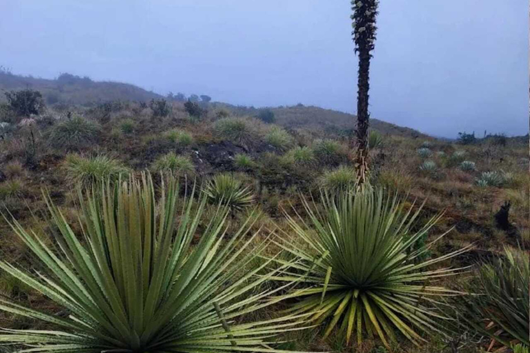 Le páramo, source d&#039;eau et gardien de la vie - RandonnéePáramo, source d&#039;eau et gardien de la vie - Randonnée