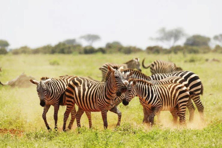 Mombasa/Diani: Taita Hills 2-Day Safari with Meals & Pickup
