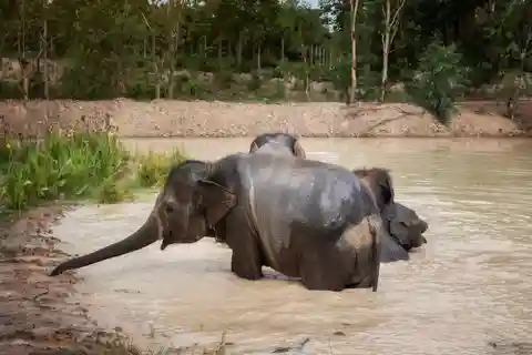 Ethical Elephant Encounter Feeding Program