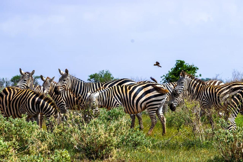 Mombasa: Safari de 4 días a Tsavo Este, Tsavo Oeste y Amboseli